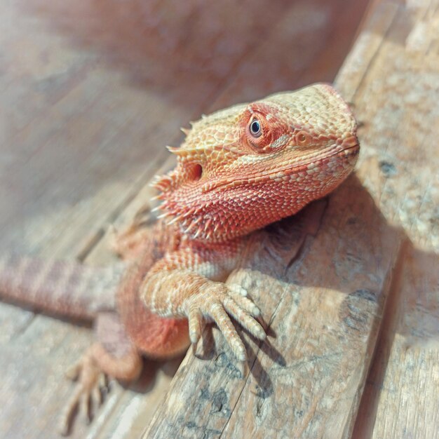 Photo close-up of lizard on wood