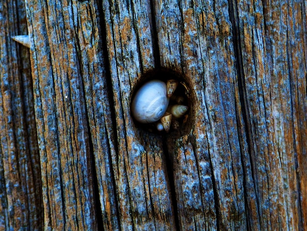 Photo close-up of lizard on wood