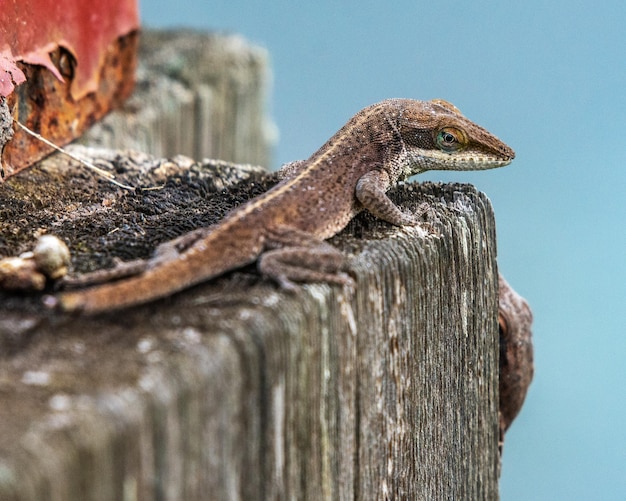 Photo close-up of lizard on wood