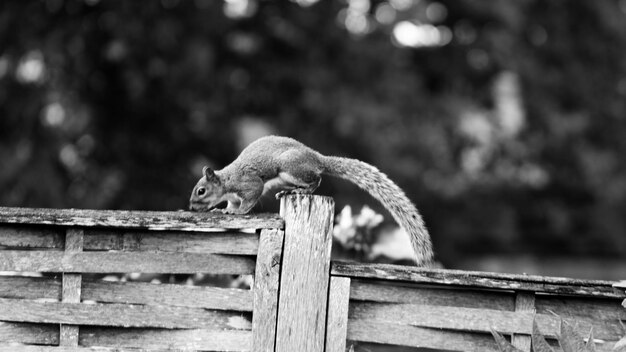 close-up of lizard on wooden fence