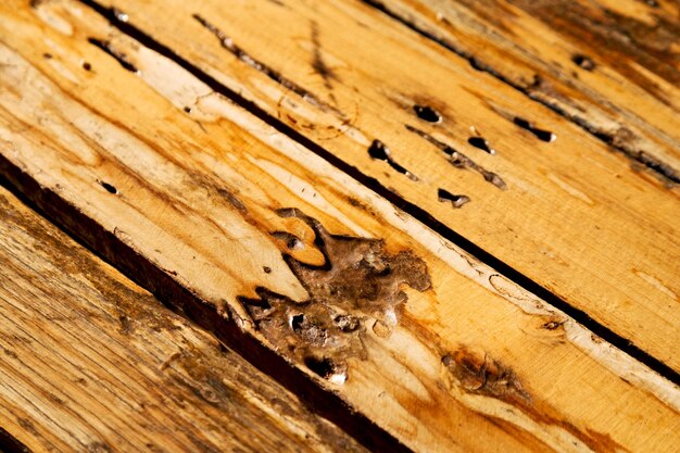 Foto prossimo piano di una lucertola su una tavola di legno