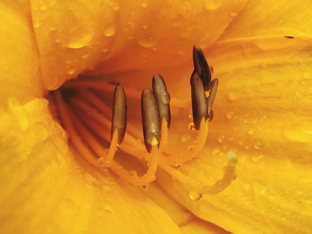 Close-up of lizard on yellow flower