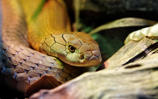 Close-up of lizard in zoo