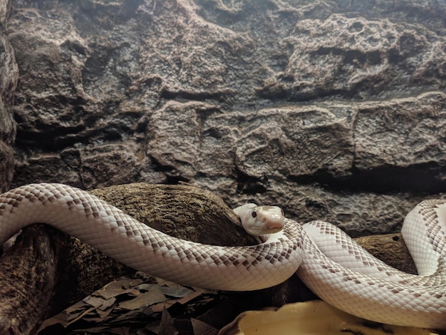 Photo close-up of lizard in a zoo