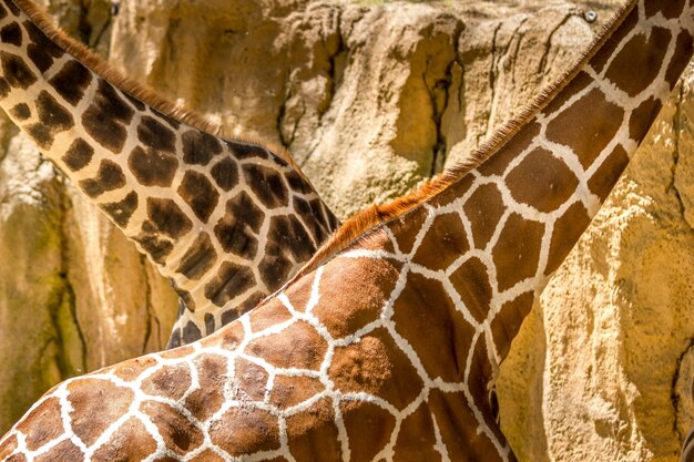 Foto prossimo piano di una lucertola nello zoo