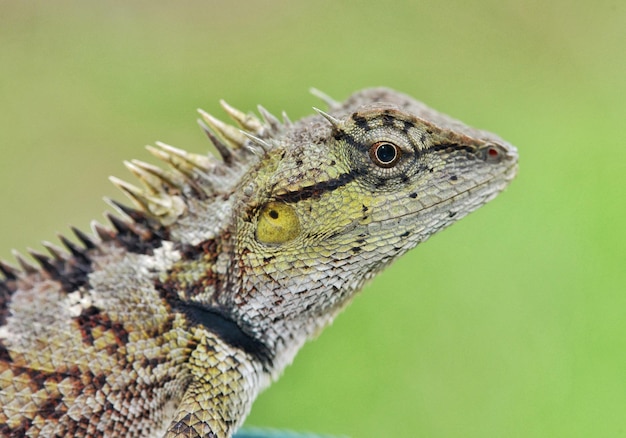 Photo close-up of a lizard