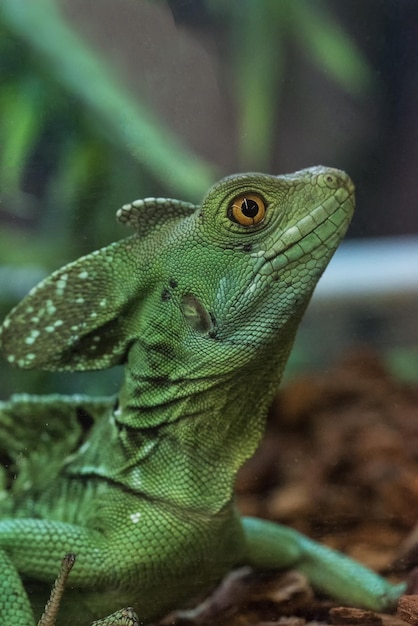 Photo close-up of lizard