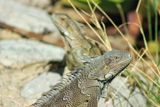 Photo close-up of a lizard