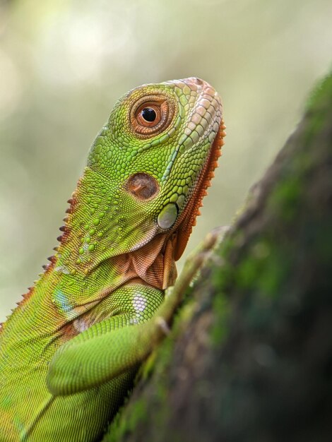 Photo close-up of lizard