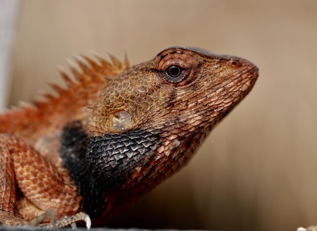 Photo close-up of a lizard