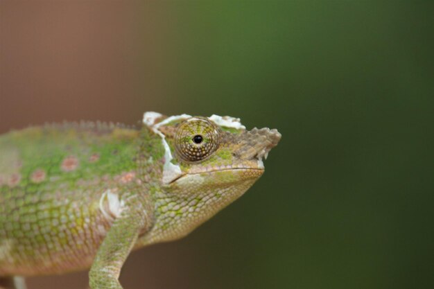 Close-up of lizard