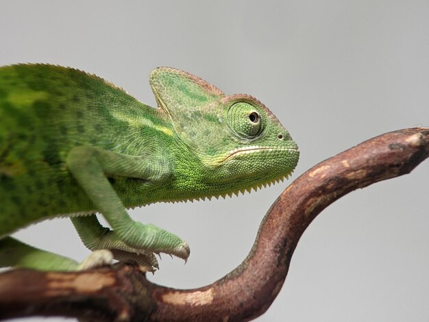 Photo close-up of lizard