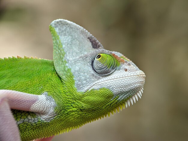 Photo close-up of lizard