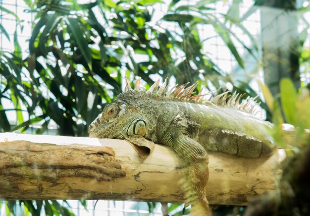 Photo close-up of a lizard