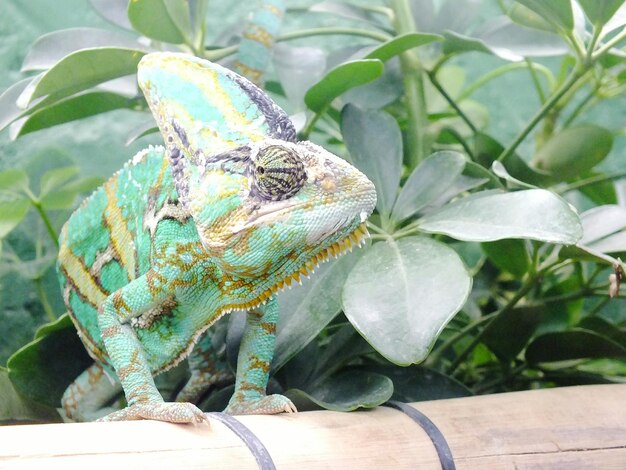 Photo close-up of a lizard