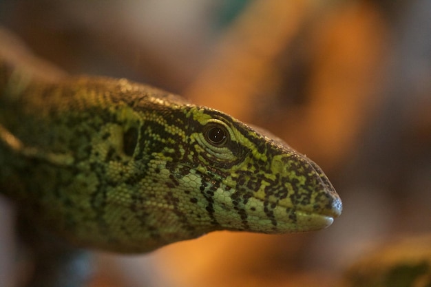 Photo close-up of lizard