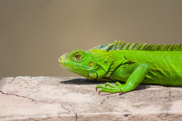 Photo close-up of lizard