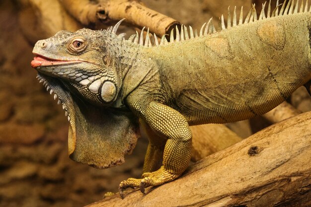 Photo close-up of a lizard