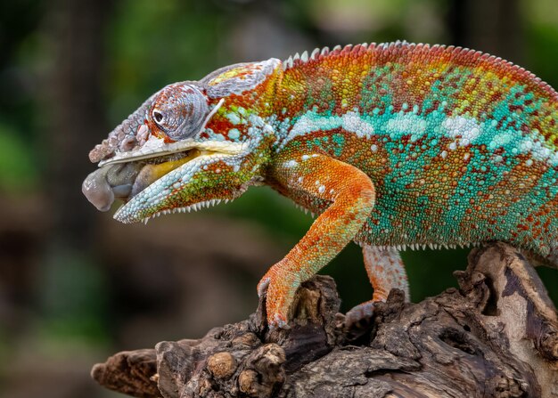 Close-up of lizard