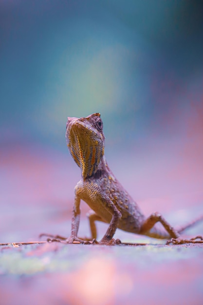 Photo close-up of lizard