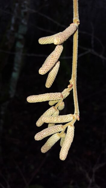 Photo close-up of lizard