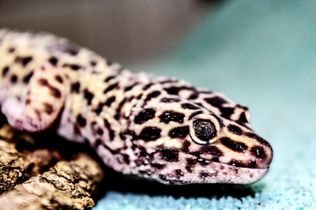 Photo close-up of a lizard