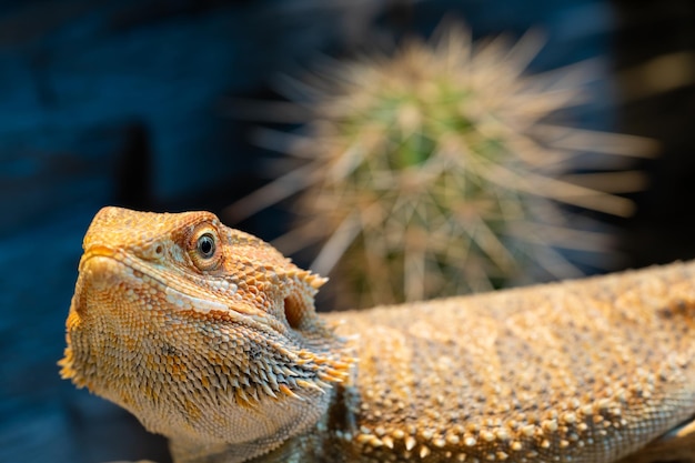 Photo close-up of lizard