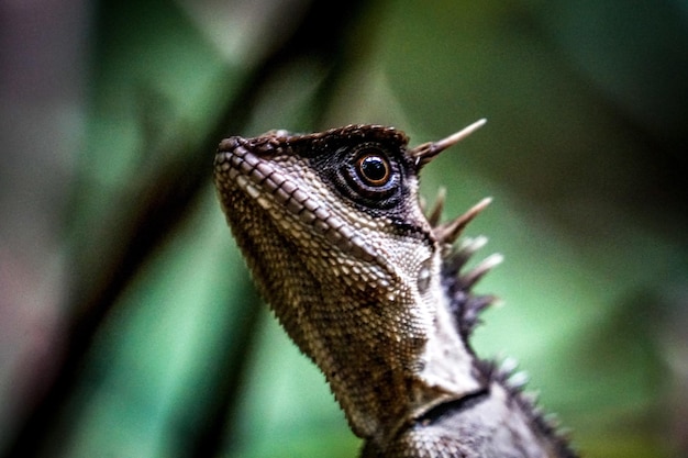 Photo close-up of lizard