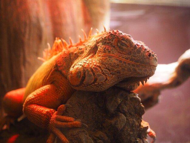 Photo close-up of a lizard