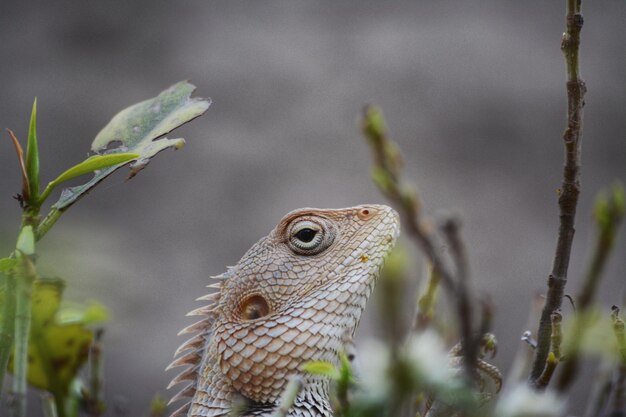 Photo close-up of a lizard