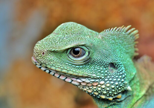 Photo close-up of a lizard