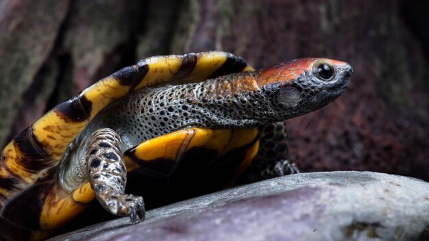 Close-up of lizard