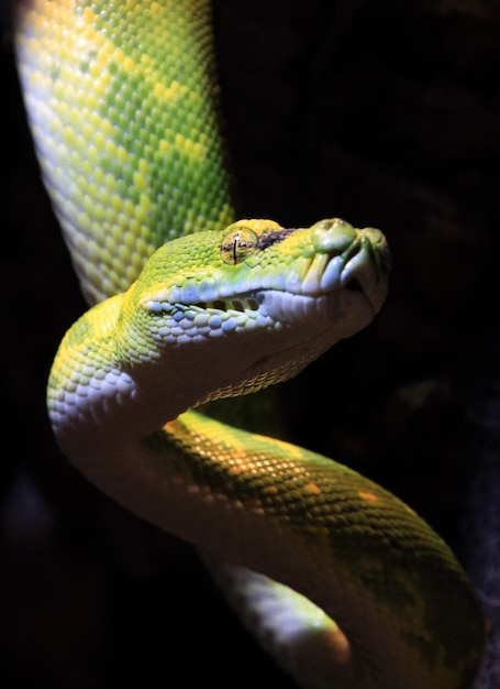 Photo close-up of lizard