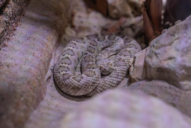 Photo close-up of lizard