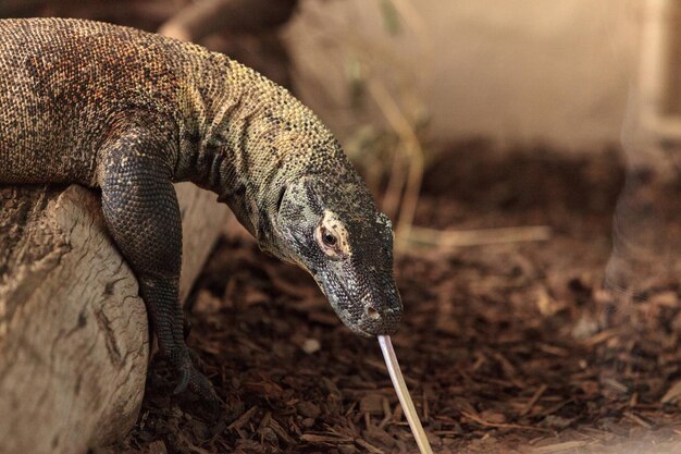 Close-up of lizard