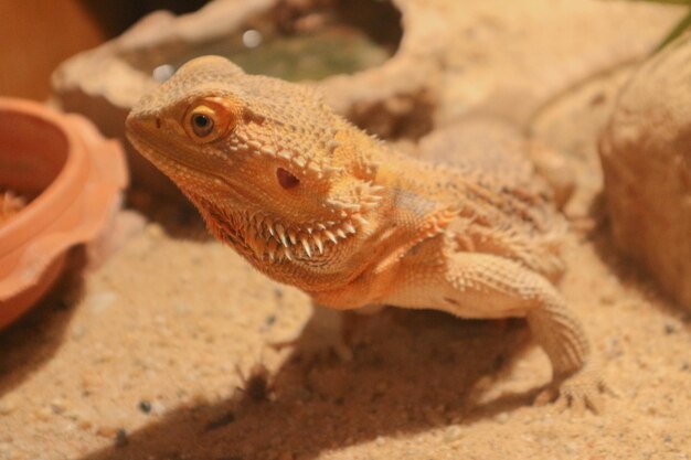 Close-up of a lizard