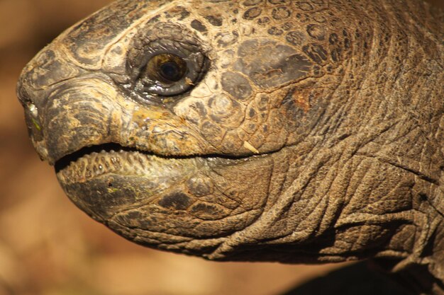 Close-up of lizard