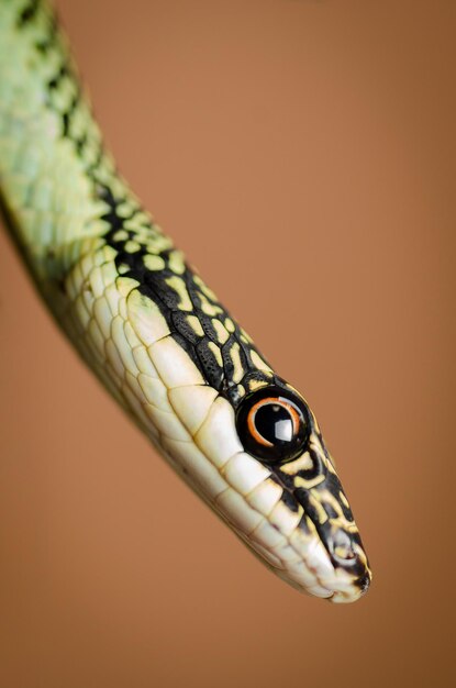 Photo close-up of lizard