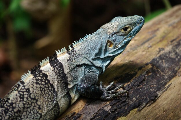 Close-up of lizard