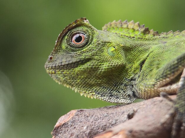 Photo close-up of lizard