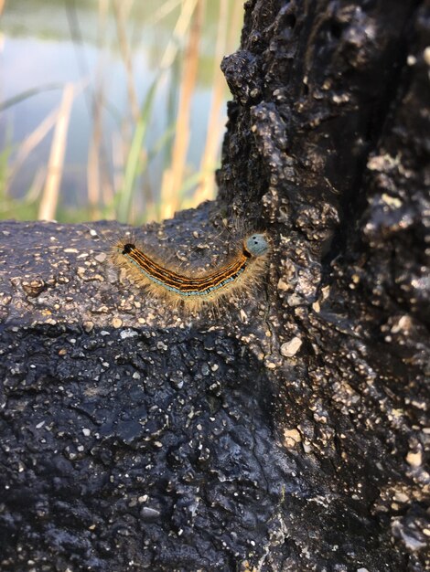 Close-up of lizard