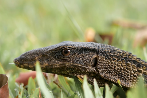 Close-up of lizard