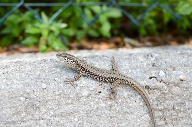 Photo close-up of lizard