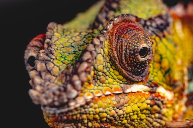 Photo close-up of lizard