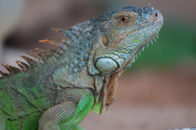 Close-up of lizard