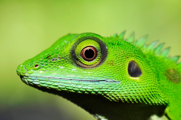 Photo close-up of lizard