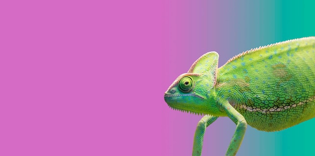 Близкий план ящерицы