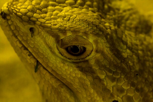 Close-up of lizard