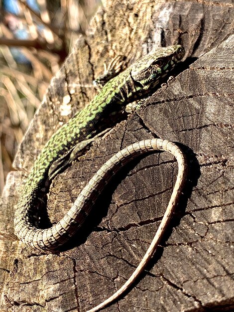 Photo close-up of lizard