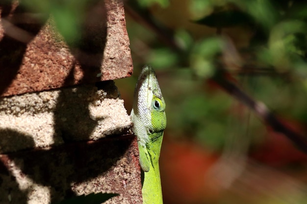 Photo close-up of a lizard
